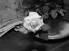 foto de una rosa en blanco y negro